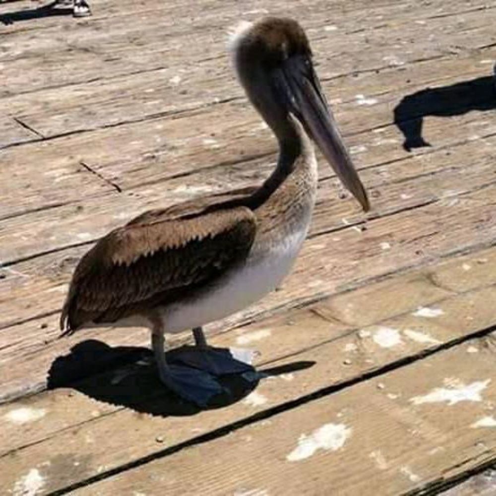 Meet your Posher, Carolyn